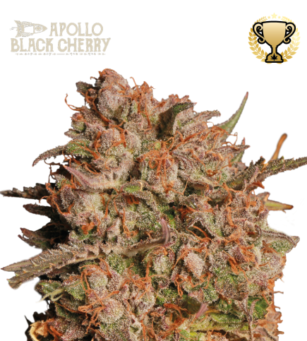 Apollo Black Cherry© Auto